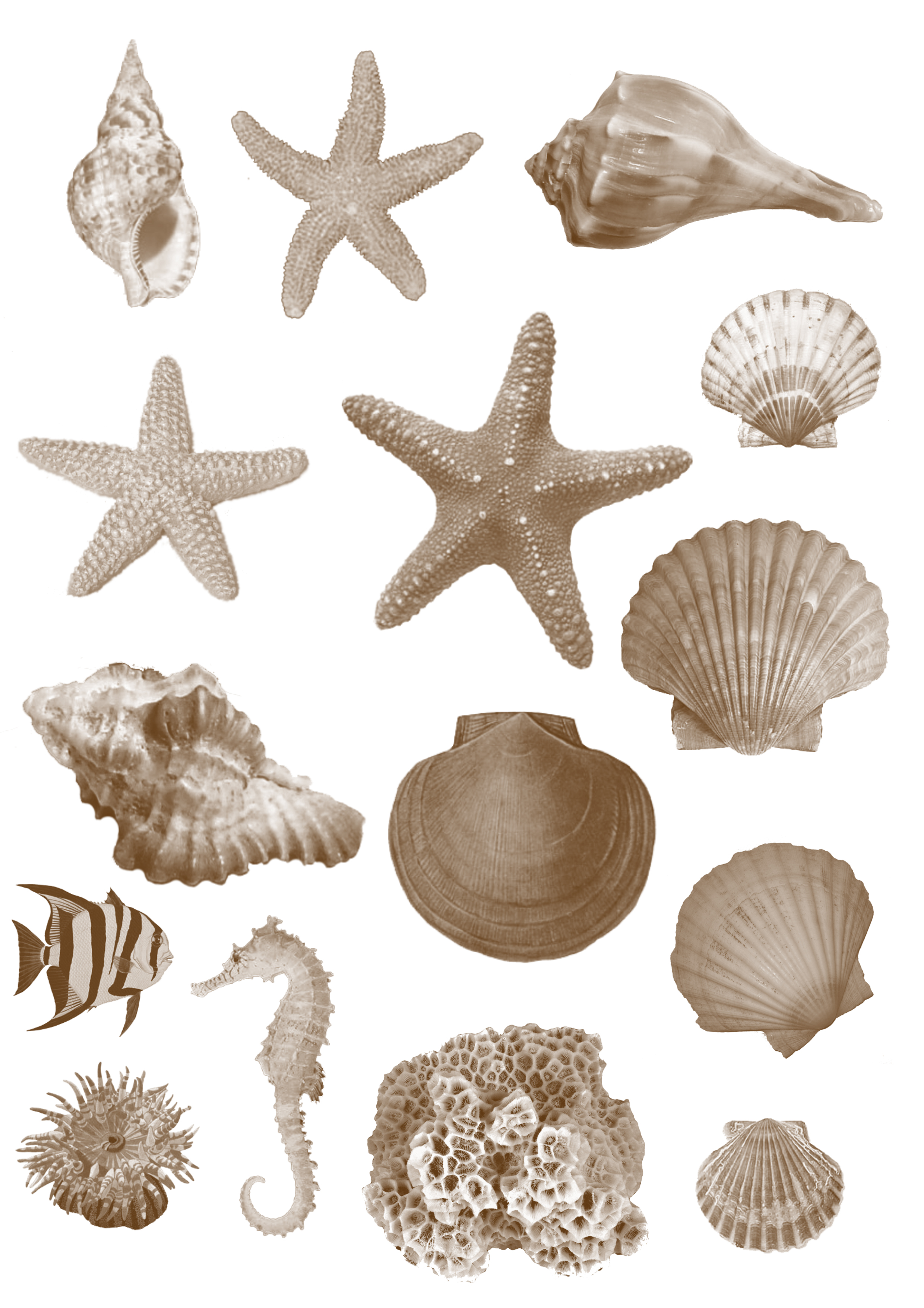 Photoshop Seashell Brushes