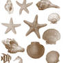 Photoshop Seashell Brushes