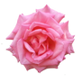 Rose01