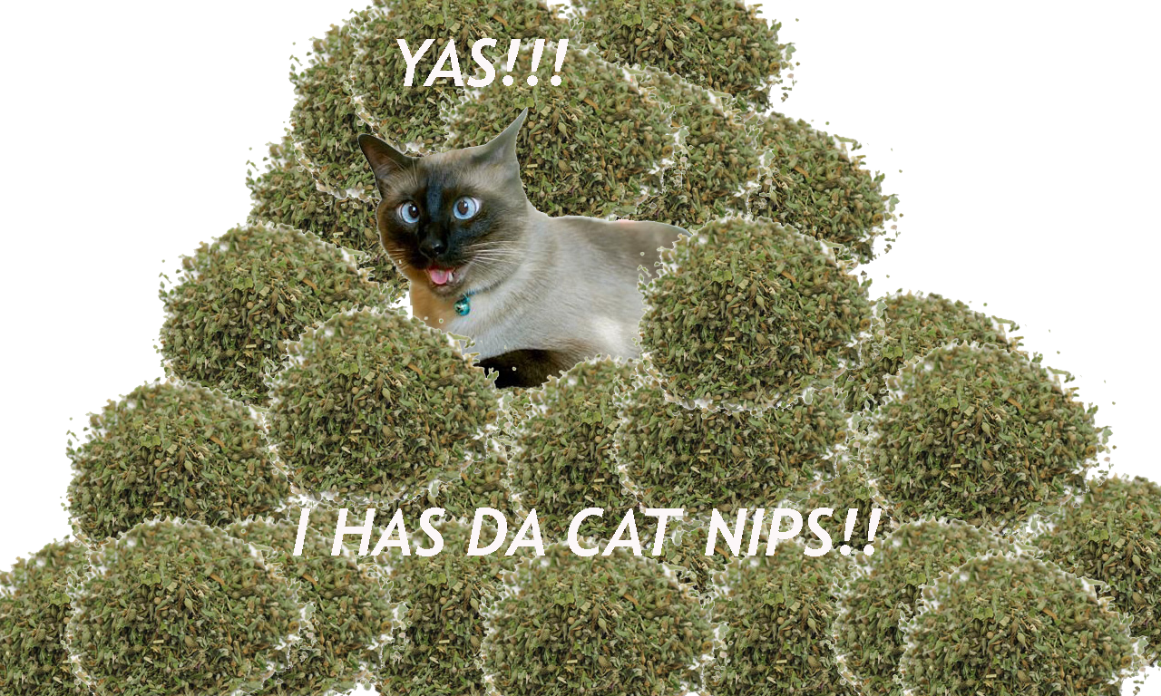 Catnip Kitty!