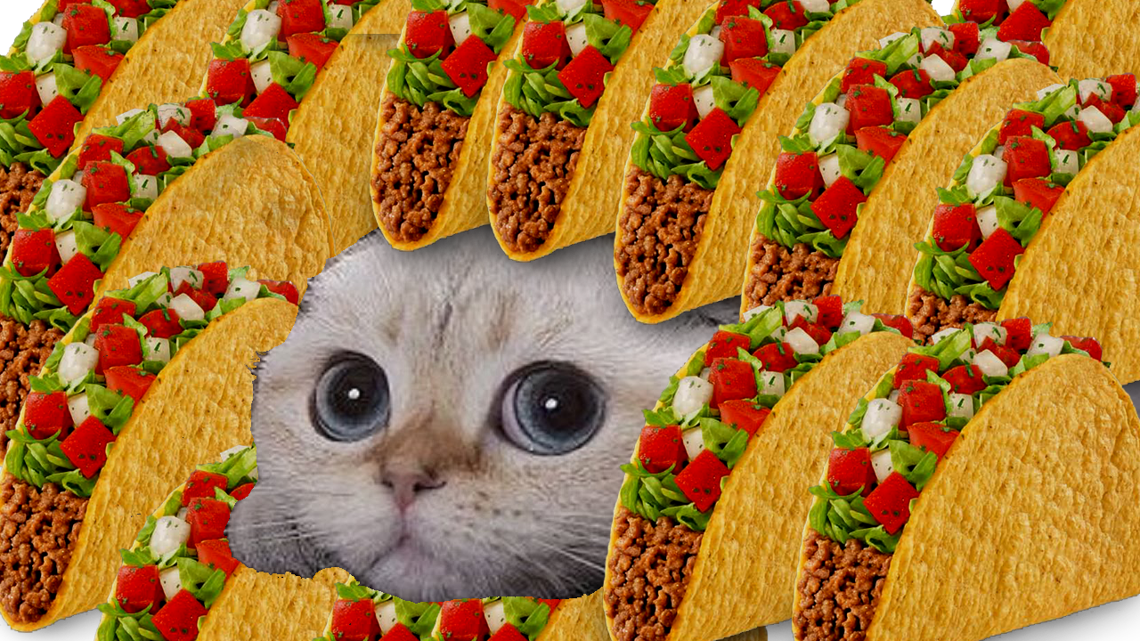 Taco cat