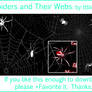 Spiders and their Webs