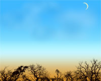 Winter Trees and Sky