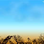 Winter Trees and Sky