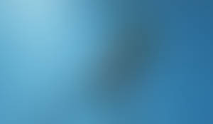 Jelly Fish Or Angel Fish?