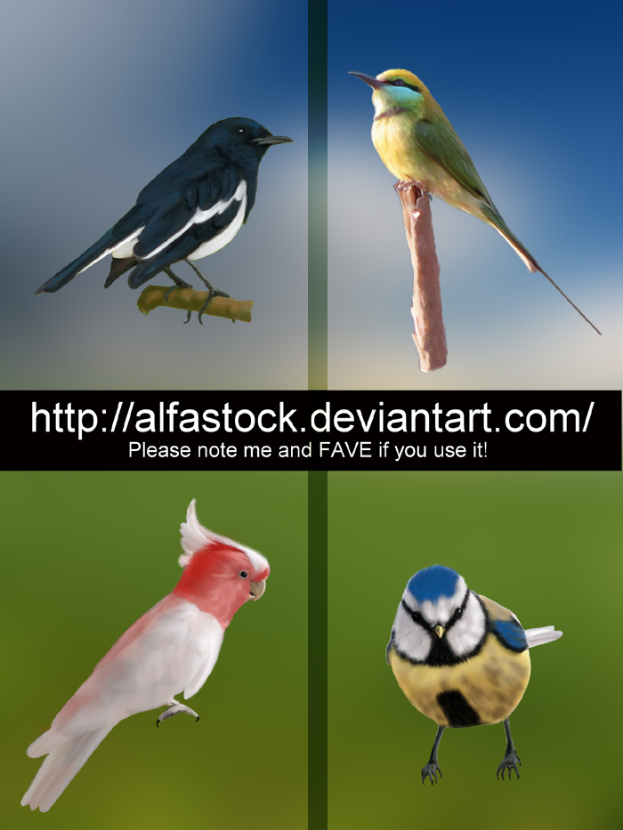 Painted Birds Pack