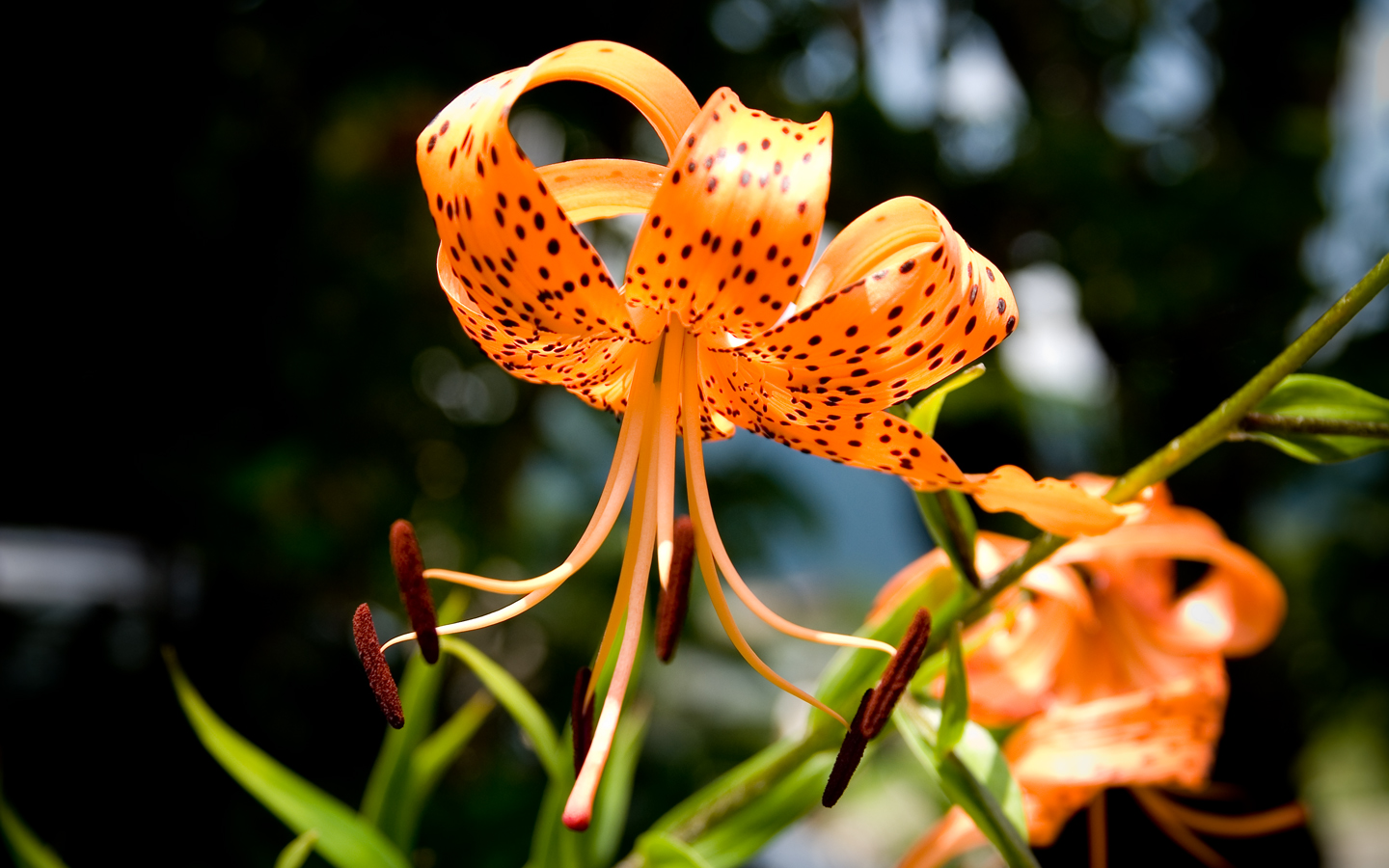 Tiger Lily