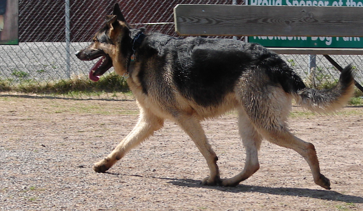 German Shepherd Dog 2