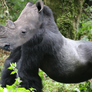 White Rhino Head on a Silverback Gorilla Body