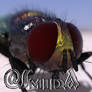 Freebie - jobojobo+smida - Fly