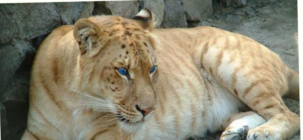 Тигон тигролев. Лигр геркулес гибрид льва и тигра. Лигр гибрид. Лигр геркулес. Лигр смесь тигра и льва.