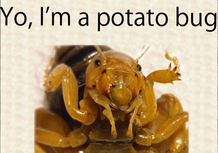Stupid Potato Bug Thingie By Sakurarocket On Deviantart