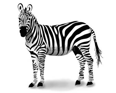 How to draw a vector zebra in Adobe Illustrator