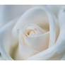 Creamy White Rose - Wallpaper