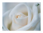 Creamy White Rose - Wallpaper