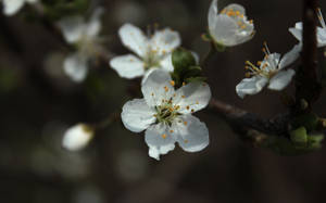 Blossom 11 WP by wuestenbrand