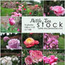 Package - Rose Stock