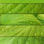 Free High Res Wet Leaf Texture Pack