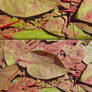 High Res Stained Leaf Textures