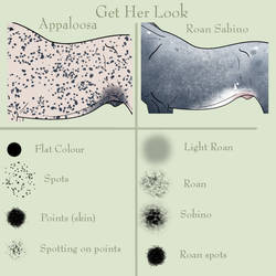 Get Her Look: Appaloosa and Roan Sabino