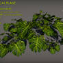Free Tropical plant Pack