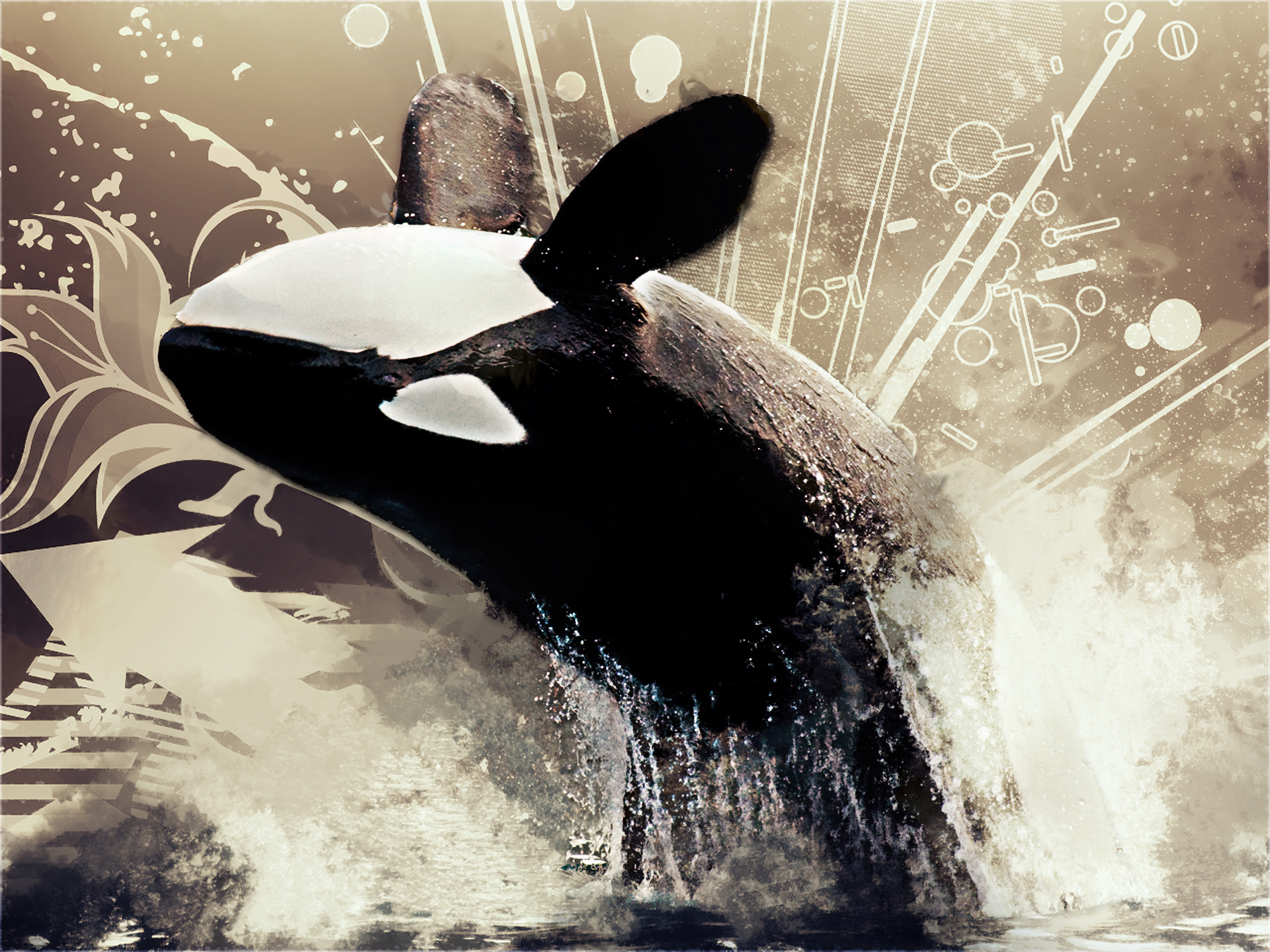 Orca