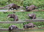 Otters Pack 4