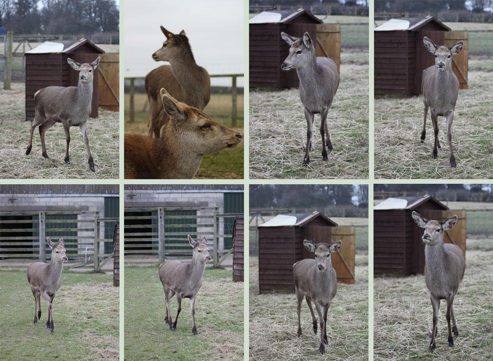 Deer 4 by Tasastock on DeviantArt