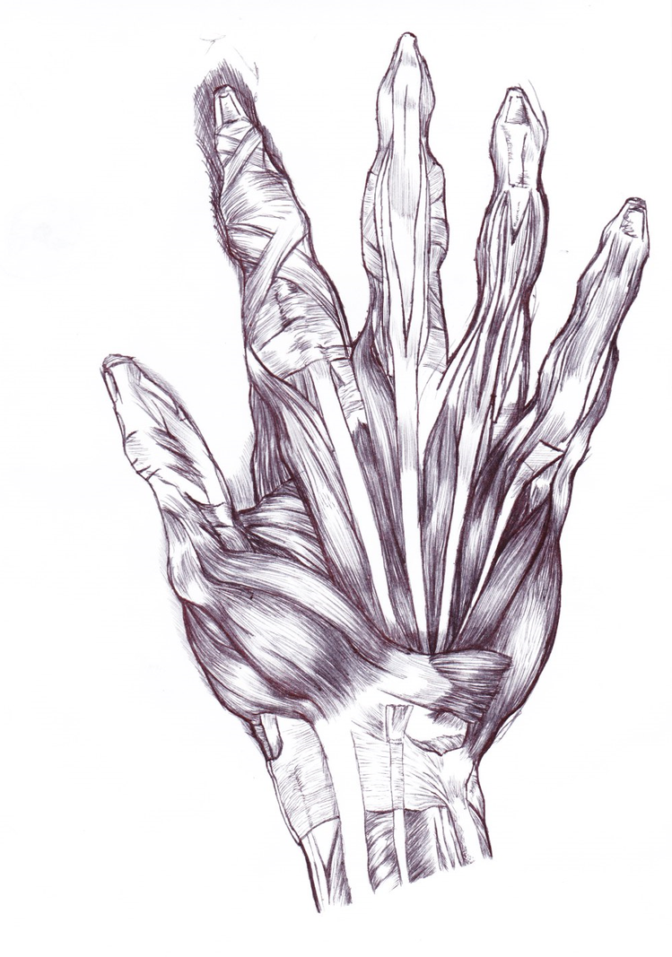 Hand Anatomy by seibabdaed on DeviantArt