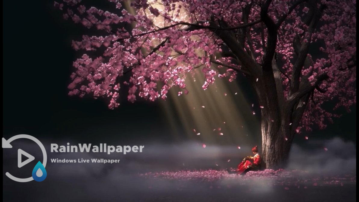 Sakura Drop By Jimking On Deviantart