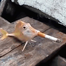 SmokingFish by loodo2611 on DeviantArt