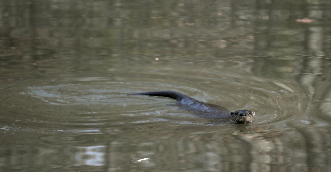 Odd the Otter