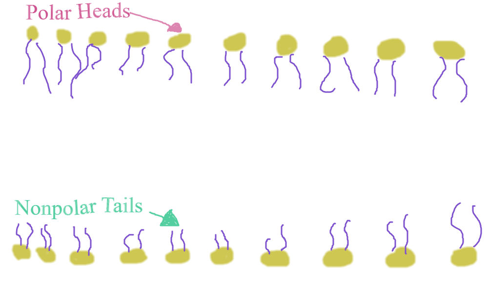 Phospholipid Bilayer Sketch by LilithIsACat on DeviantArt