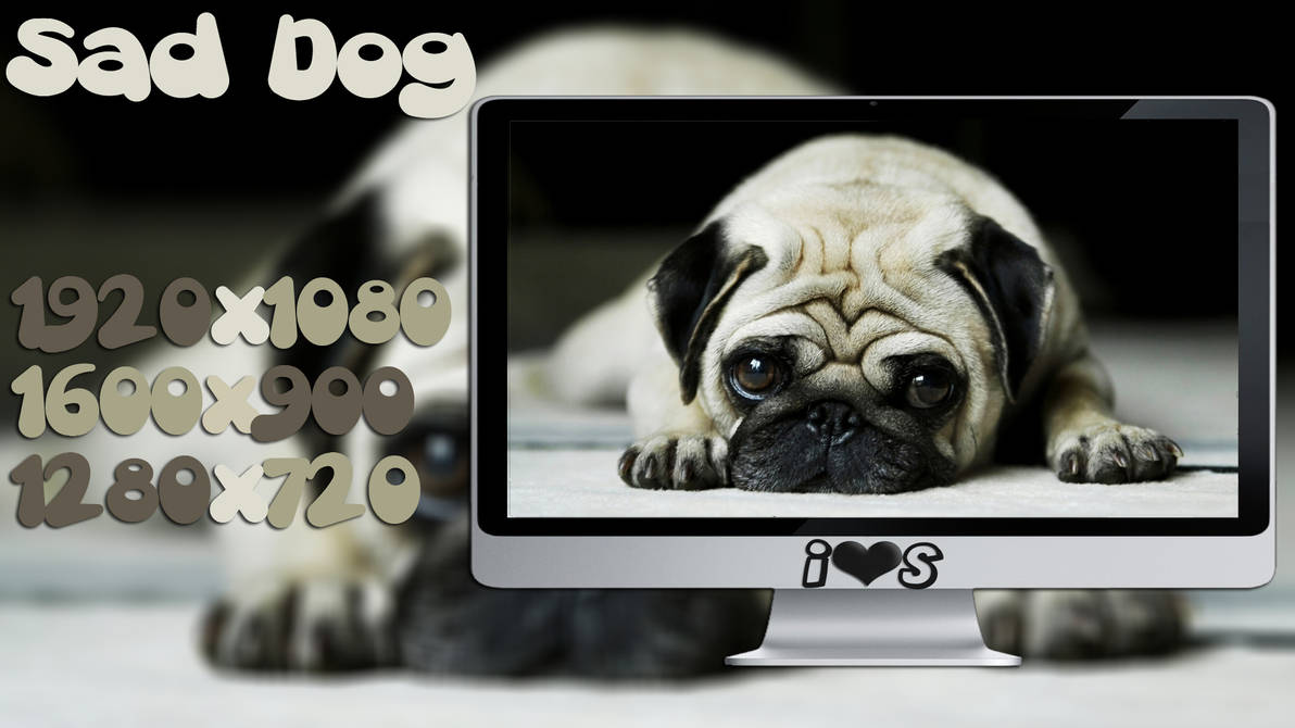 Wallpaper Sad Dog by oOILOVESONGOo on DeviantArt