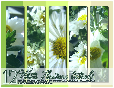 12 White Flowers