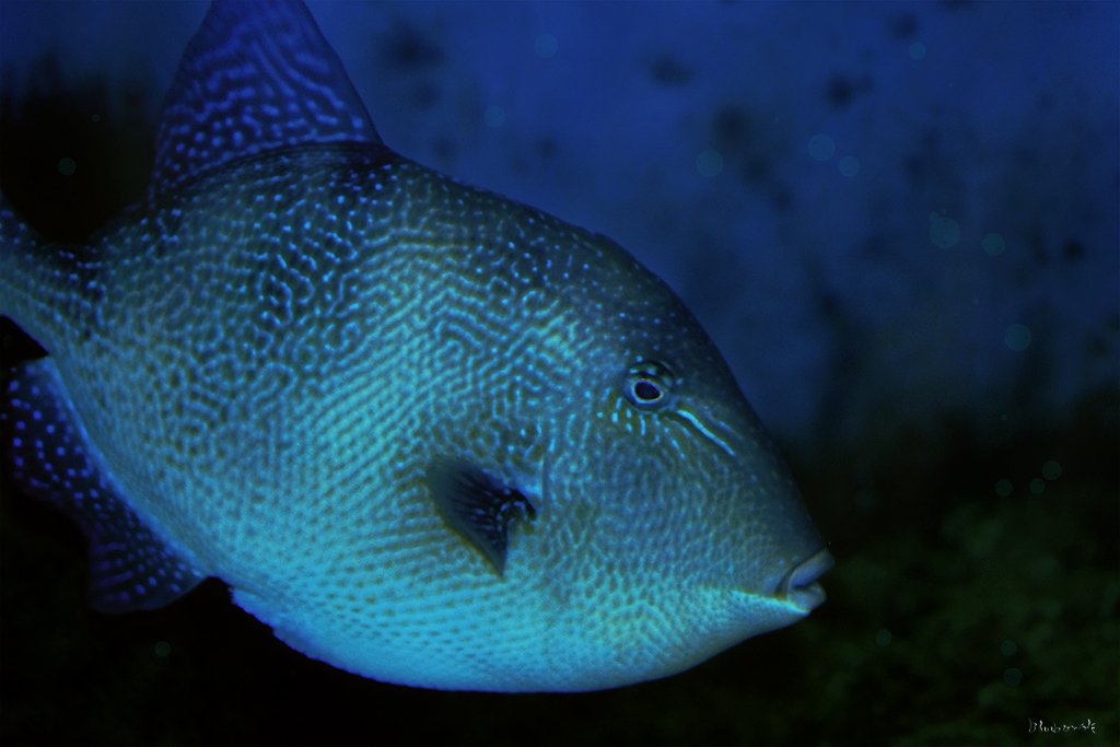 Glowing fish by Bluuberwolf on DeviantArt