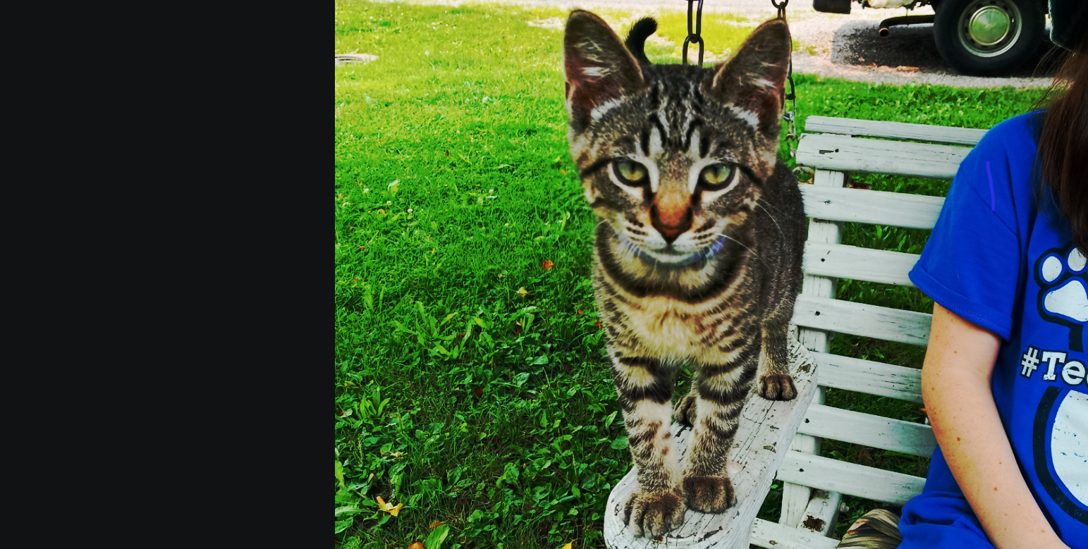 THE CAT by holman123 on DeviantArt