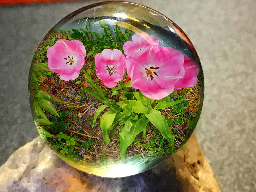 flower11 glassball by holman123 on DeviantArt
