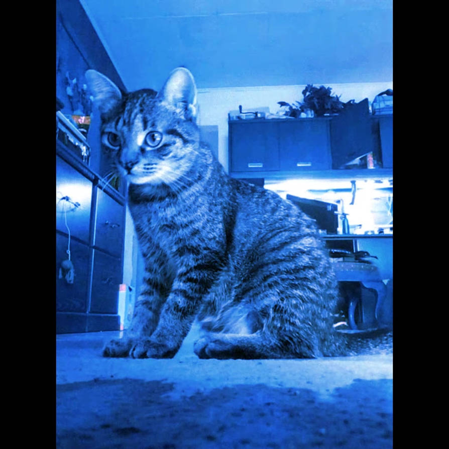 MISSY KITTY -10/24-44008 by holman123 on DeviantArt