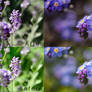 PlanetK Lavender