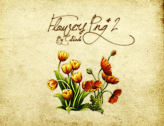 Flowers Png(4)