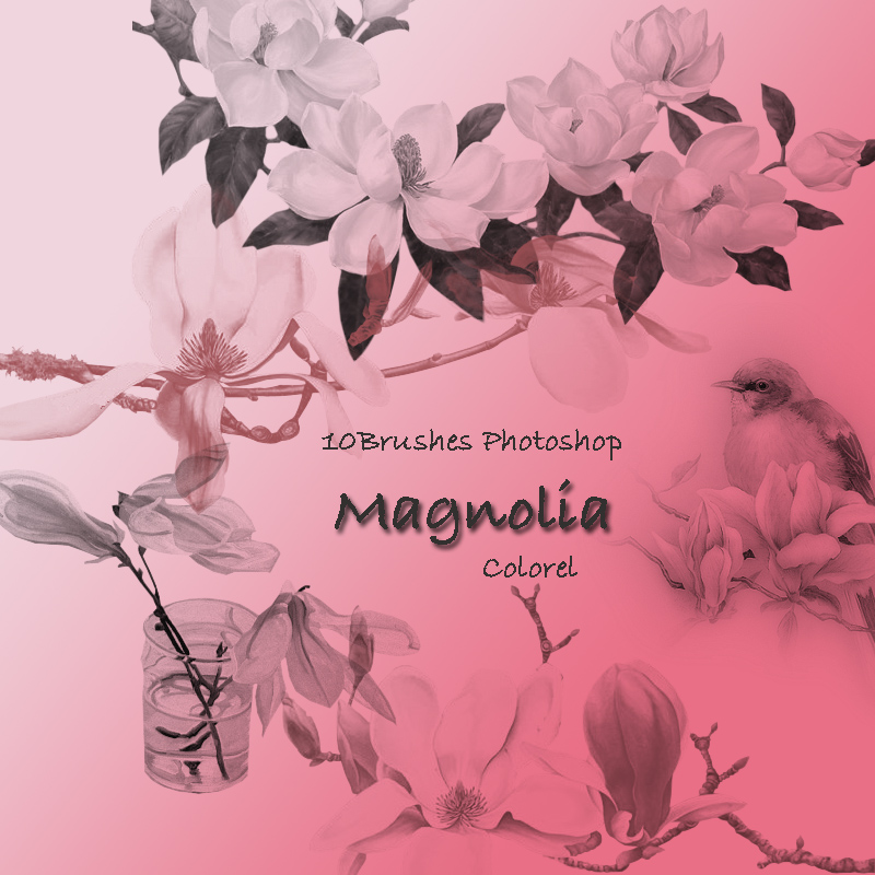 Magnolia