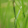 original video shot with sony a7 Timeline 1  (4)