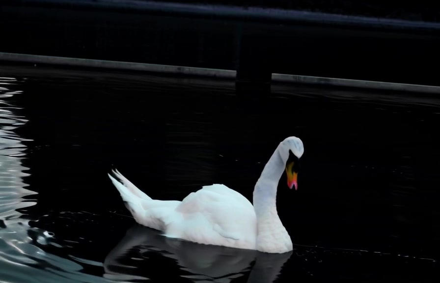 Swan In Motion by meshmi2 on DeviantArt