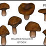 STOCK PNG mushroom