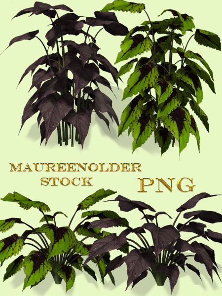 STOCK PNG jungle plants