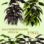 STOCK PNG jungle plants