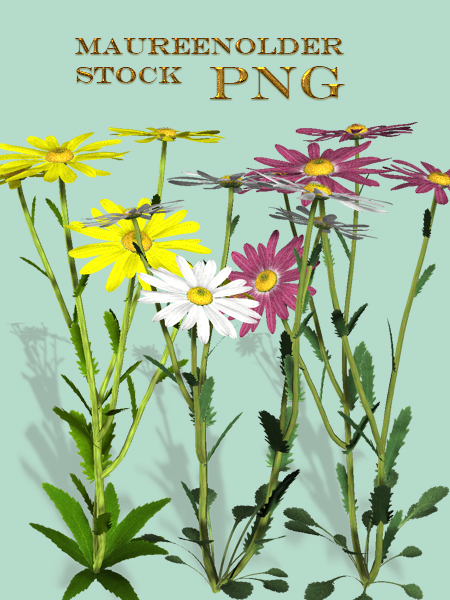 STOCK PNG daisies by MaureenOlder