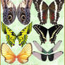 STOCK PNG butterfly wings
