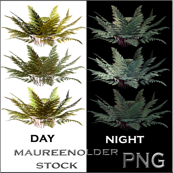 STOCK PNG ferns night and day by MaureenOlder
